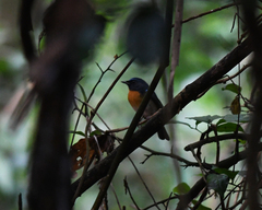 Cyornis