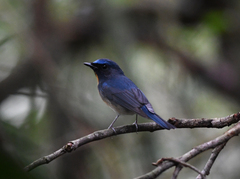 Cyornis glaucicomans