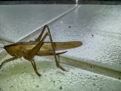 Parabucrates brevicauda