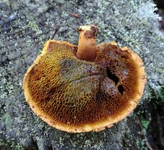 Chalciporus
