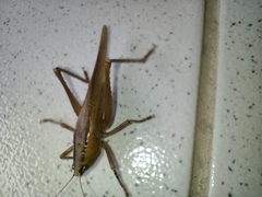 Parabucrates brevicauda