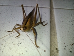Parabucrates brevicauda