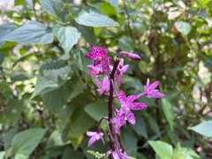 Dipodium punctatum