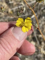 Calycadenia truncata