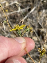Calycadenia truncata