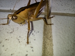 Parabucrates brevicauda
