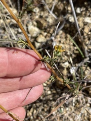 Calycadenia truncata
