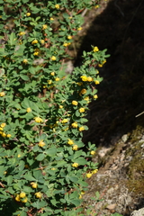 Berberis sibirica