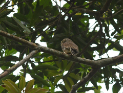 Glaucidium cuculoides