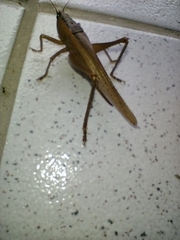 Parabucrates brevicauda