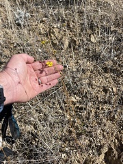 Calycadenia truncata