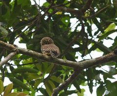 Glaucidium cuculoides