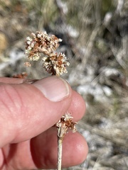 Eriogonum elongatum