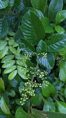 Davilla