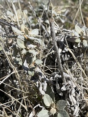 Eriogonum elongatum
