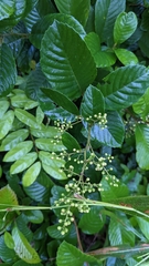 Davilla
