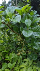Davilla