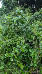 Davilla