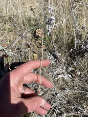Eriogonum elongatum