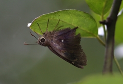 Hasora badra