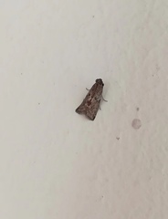 Pyralidae