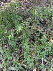 Galium aparine