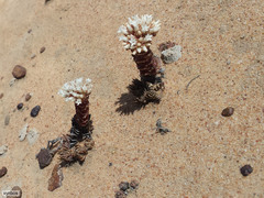Crassula alpestris