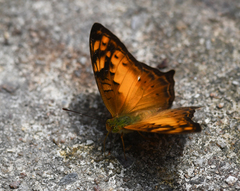 Vagrans sinha
