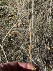 Epilobium brachycarpum