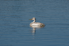 Aechmophorus occidentalis