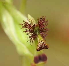 Arthrochilus prolixus