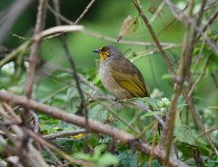 Pycnonotus finlaysoni