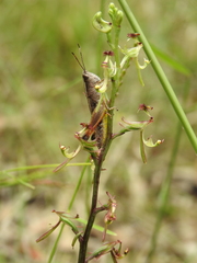 Arthrochilus prolixus