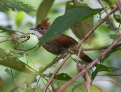 Alophoixus ochraceus
