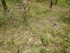 Arthrochilus prolixus