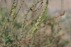 Heliotropium zeylanicum