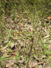 Arthrochilus prolixus