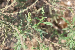 Heliotropium zeylanicum