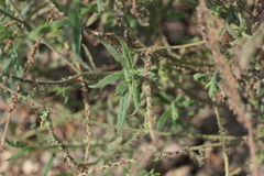 Heliotropium zeylanicum