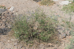 Heliotropium zeylanicum
