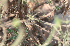 Heliotropium zeylanicum