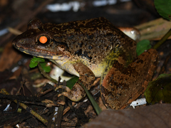 Limnonectes blythii