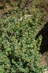 Berberis sibirica