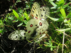 Parnassius apollo