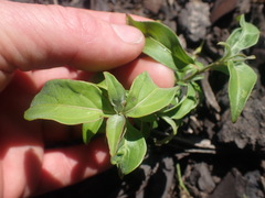 Cornus capitata