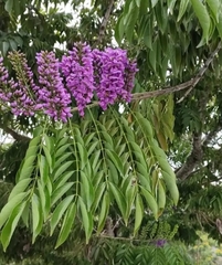 Lonchocarpus