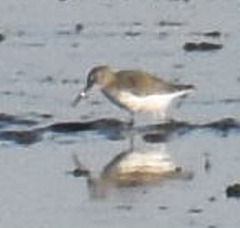 Calidris alpina