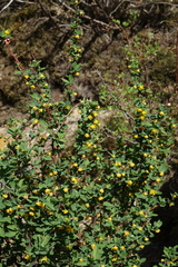 Berberis sibirica