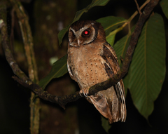 Otus sagittatus