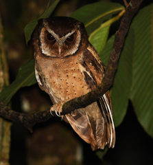 Otus sagittatus